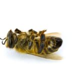 dead_bee